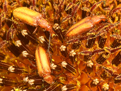 Gnathium minimum
