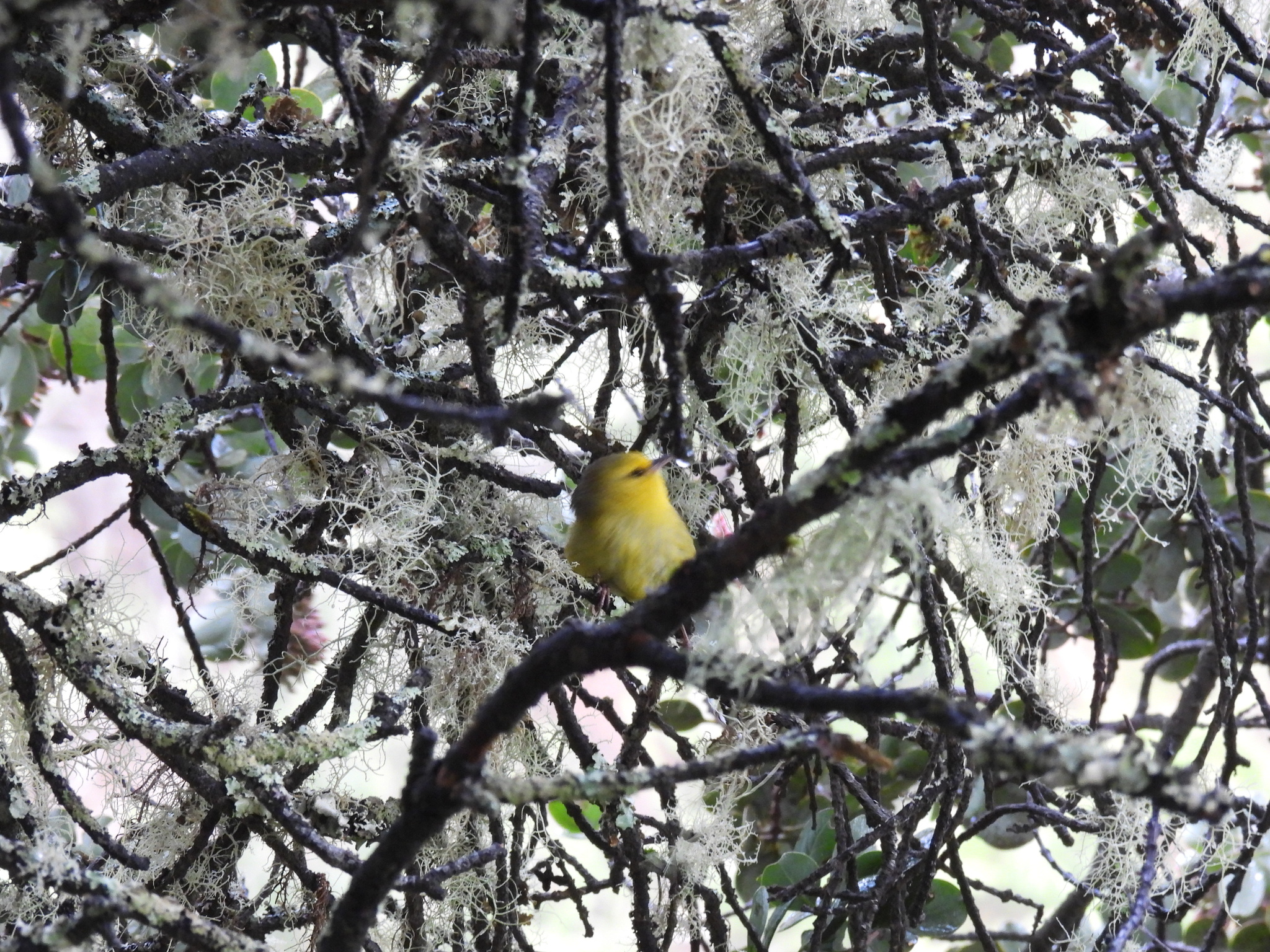 Maui Alauahio (Paroreomyza montana), photo 5