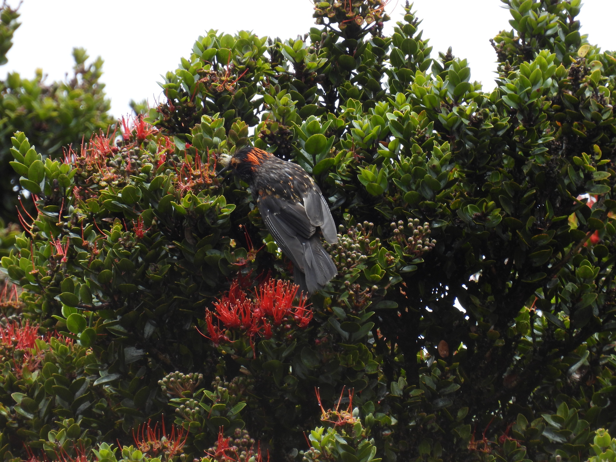 Akohekohe (Palmeria dolei), photo 2