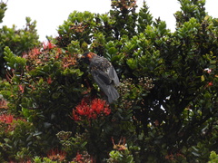 Akohekohe photo 2