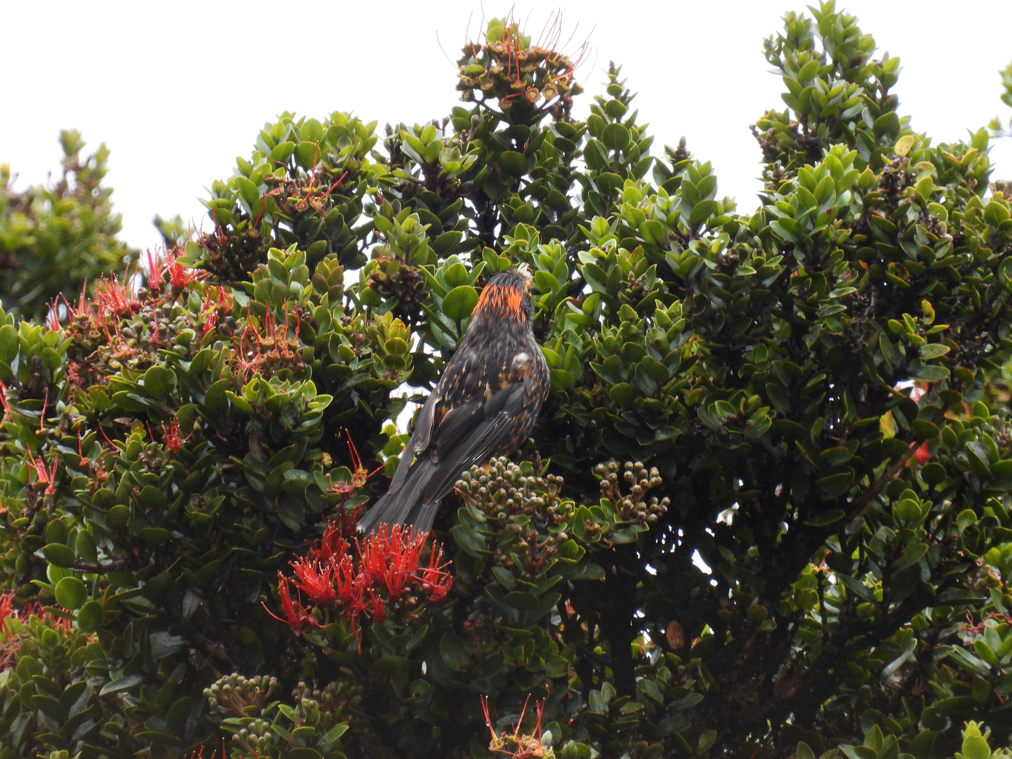 Akohekohe (Palmeria dolei), photo 3