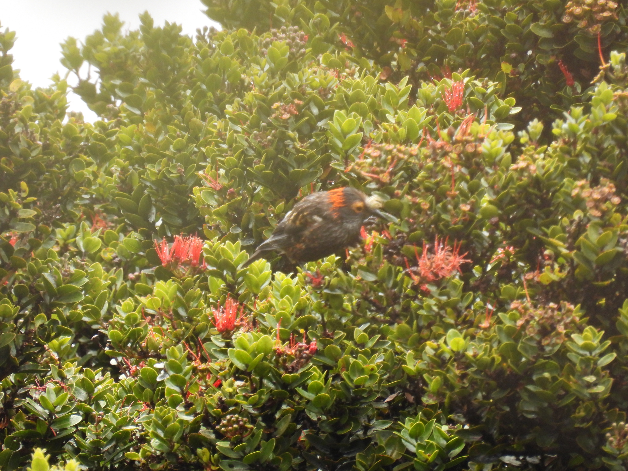 Akohekohe (Palmeria dolei), photo 7
