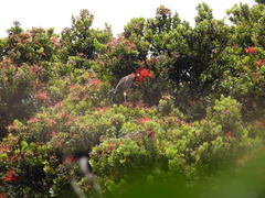 Akohekohe photo 3