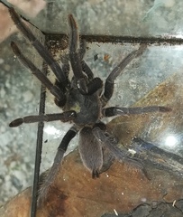 Orphnaecus