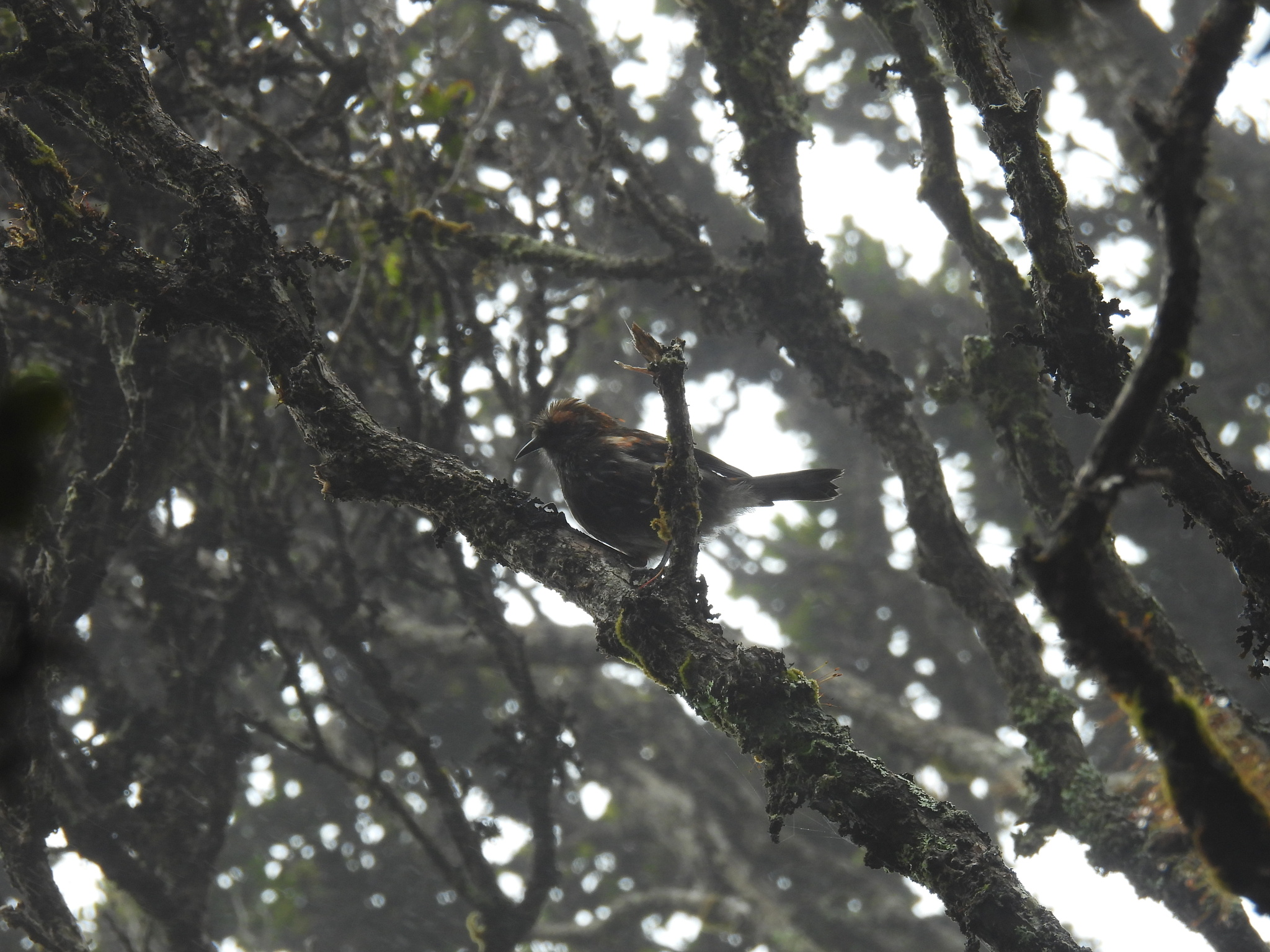 Akohekohe (Palmeria dolei), photo 9