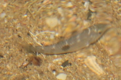 Notolabrus celidotus