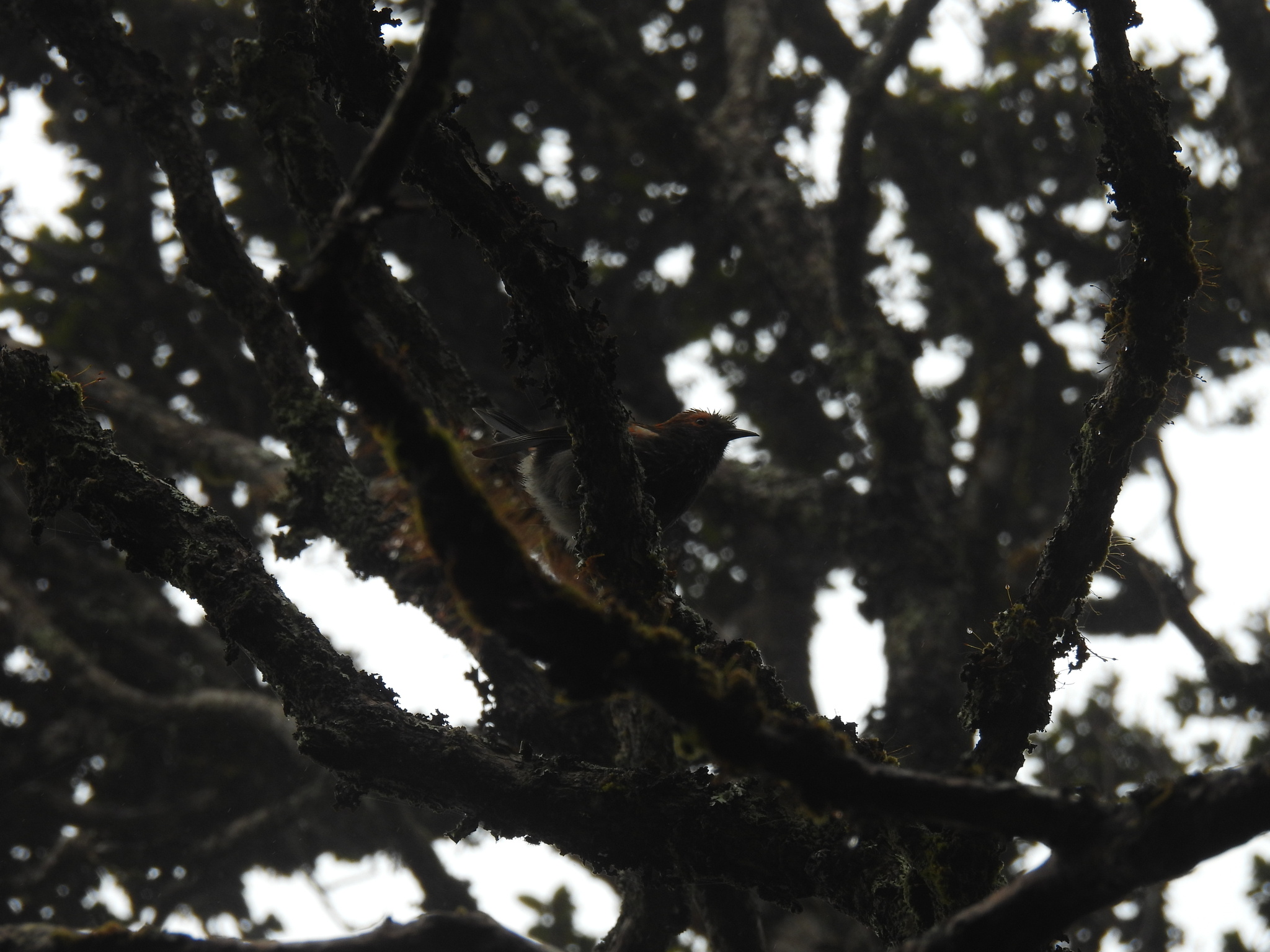 Akohekohe (Palmeria dolei), photo 10