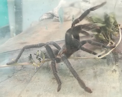 Orphnaecus