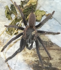 Orphnaecus