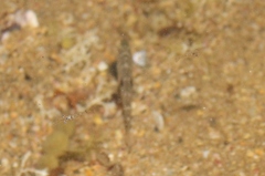 Notolabrus celidotus