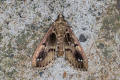Diaphania costaricalis