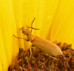 Epicauta ferruginea
