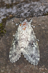 Lichnoptera
