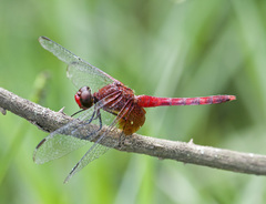 Erythrodiplax fervida