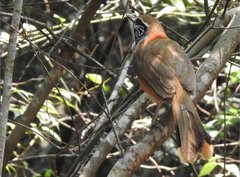 Pterorhinus pectoralis