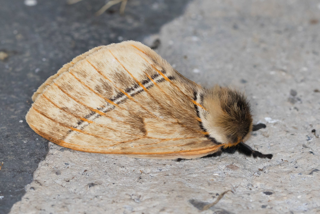 Pseudodirphia lacsa