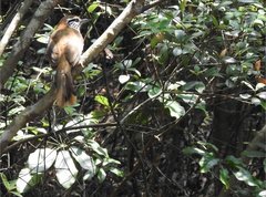 Pterorhinus pectoralis