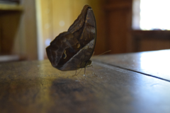 Eryphanis automedon