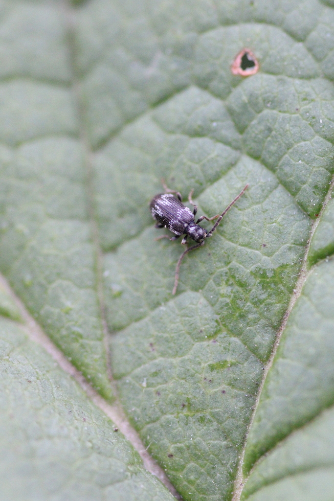 Ptinus lichenum