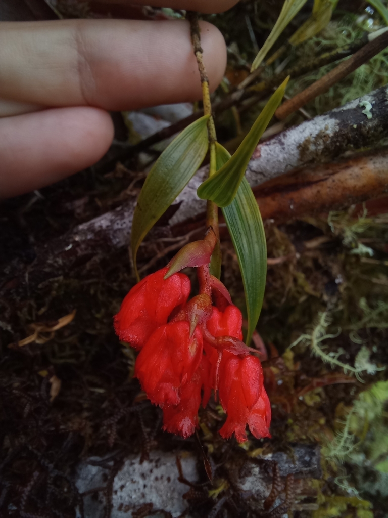 Elleanthus tonduzii