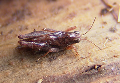 Tettigidea