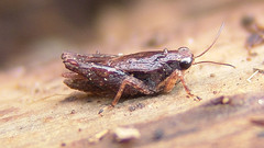 Tettigidea