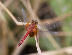 Erythrodiplax fervida