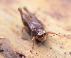 Tettigidea