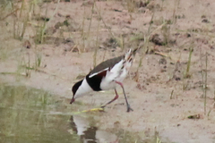 Erythrogonys cinctus