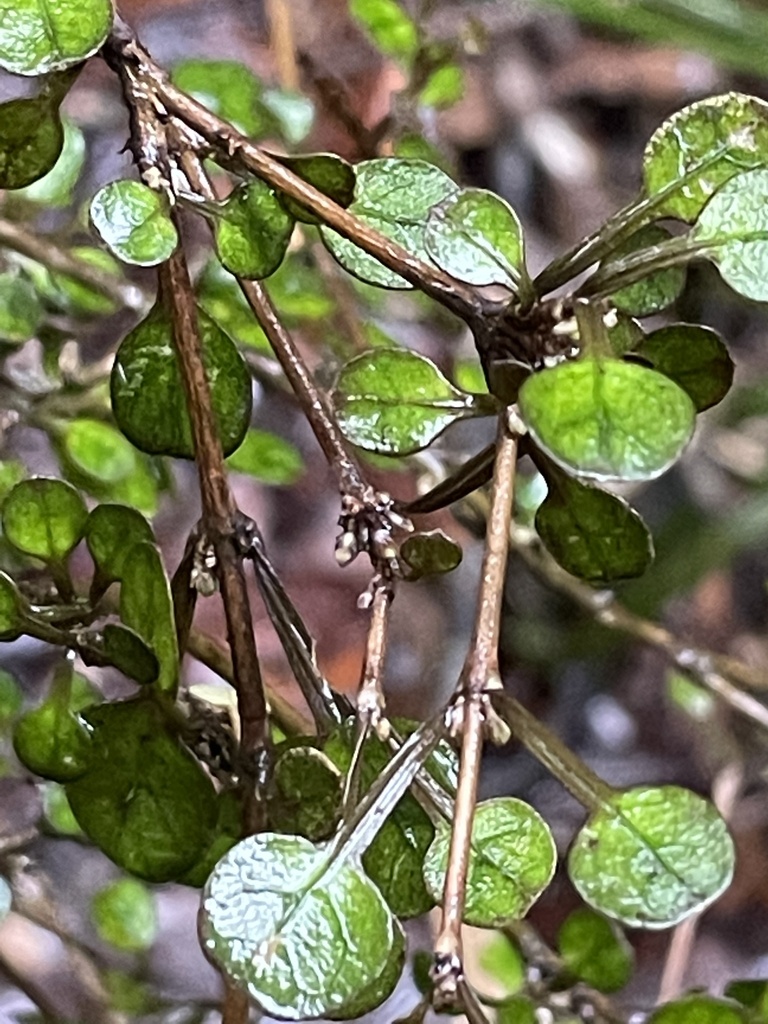 Coprosma spathulata
