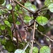 Coprosma spathulata - Photo (c) brucedc, algunos derechos reservados (CC BY-NC), subido por brucedc