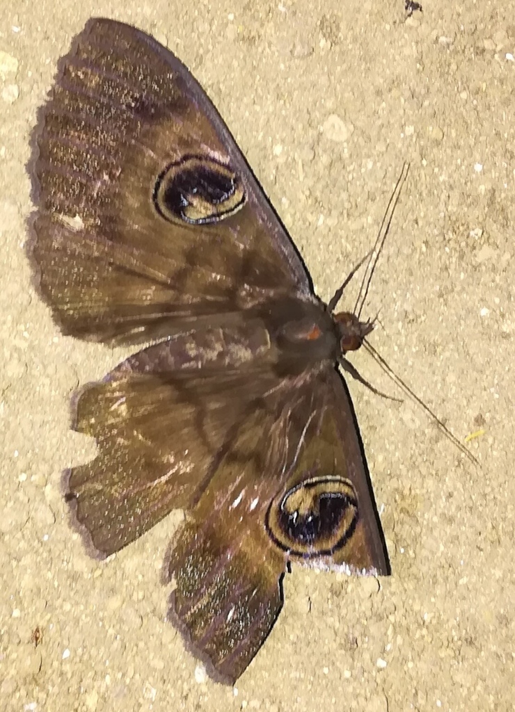 Erebus lombokensis