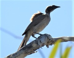 Philemon buceroides yorki