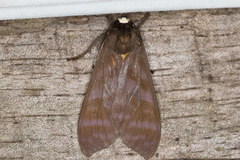 Pachydota