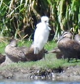 Egretta garzetta nigripes