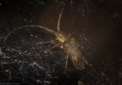 Rhytiphora bispinosa