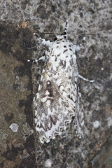 Lichnoptera