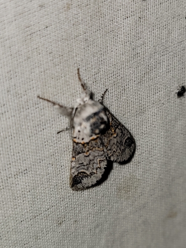 Western Furcula Moth photo 2