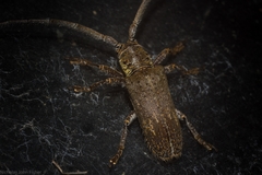 Rhytiphora bispinosa