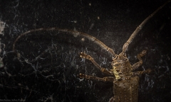 Rhytiphora bispinosa