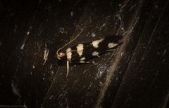 Macrobathra arrectella