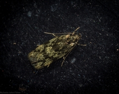 Barea phaulobrya