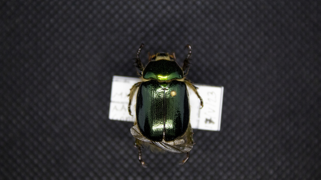 Viridimicus aurescens