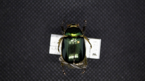 Viridimicus aurescens