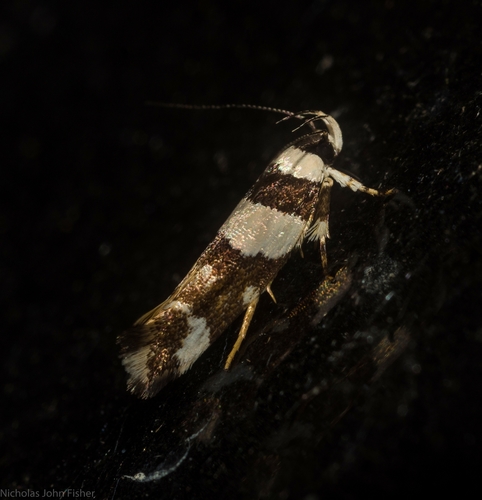 Macrobathra euryleuca Meyrick, 1886