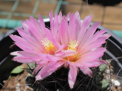 Coryphantha macromeris macromeris