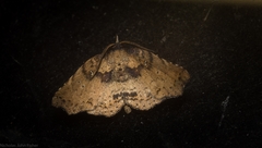 Aroana hemicyclophora