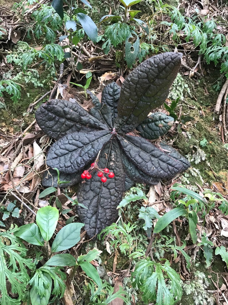 Ardisia primulifolia