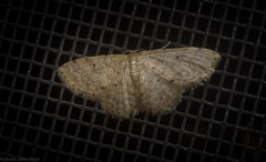 Idaea pilosata