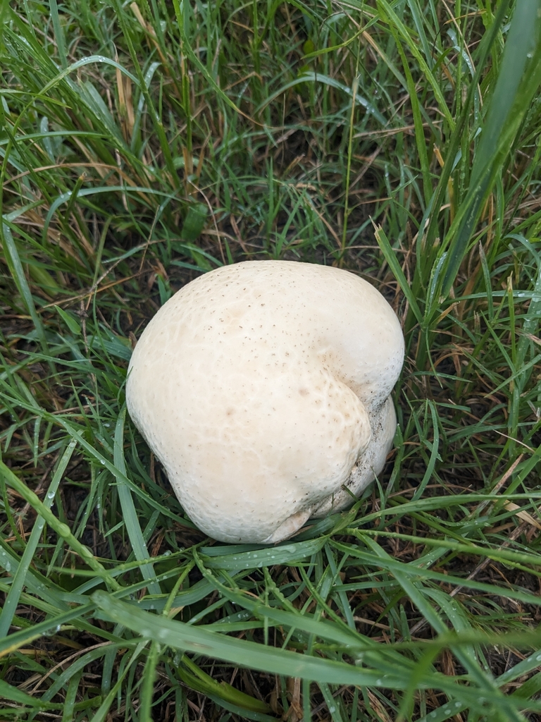 Calvatia lilacina · July 2023 · photo: © raingel (iNaturalist, cc-by)
